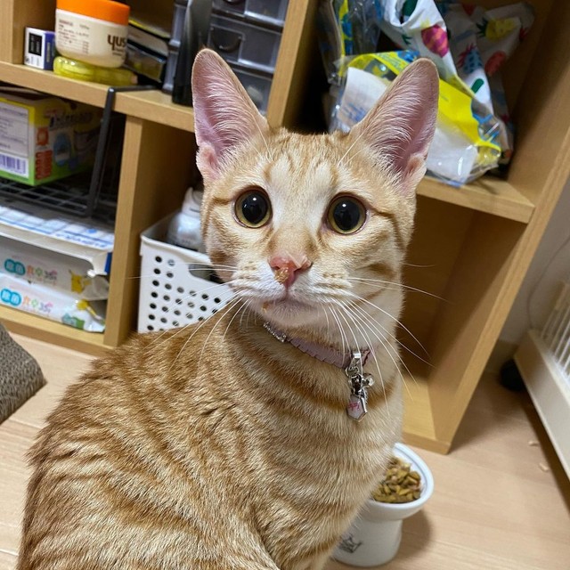 鼻の頭に鰹節をつけてすまし顔