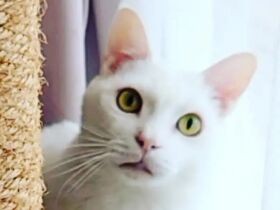 ゴミを荒らし潜んでいた白猫「優」　今は大家族の中で幸せにゃ！