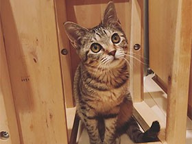 小雨の日に車の下で鳴いていたね　ミックス猫の「こさめ」