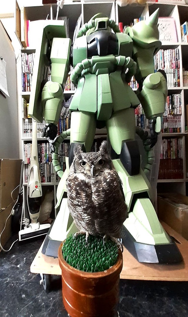 ザクの巨大フィギュアの前で出迎えてくれたアフリカワシミミズクの「なな」ちゃん