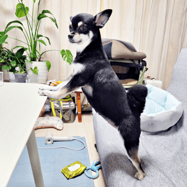 横からのショットもマッチョな禄ちゃん（画像提供：ろく子さん）