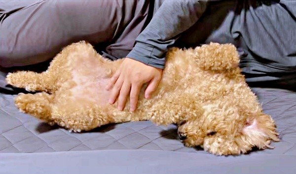 朝、飼い主さんと添い寝しながら甘えん坊タイムを過ごすムサシくん（画像提供：でかプーのムサシくん）