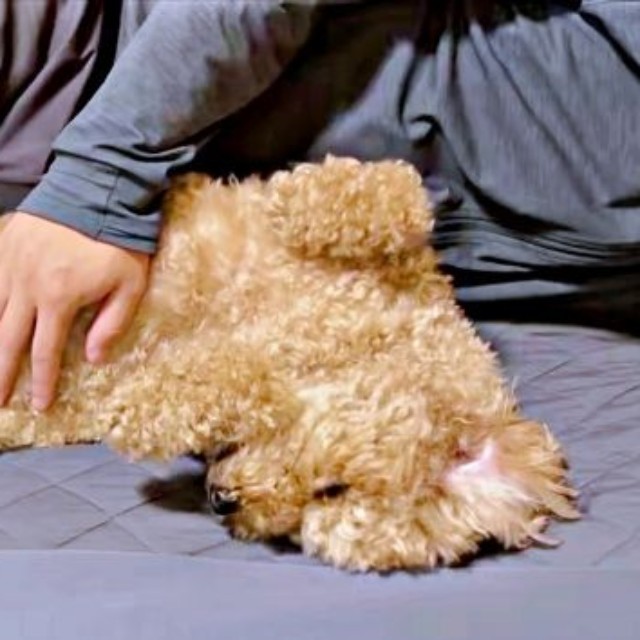 朝、飼い主さんと添い寝しながら甘えん坊タイムを過ごすムサシくん（画像提供：でかプーのムサシくん）