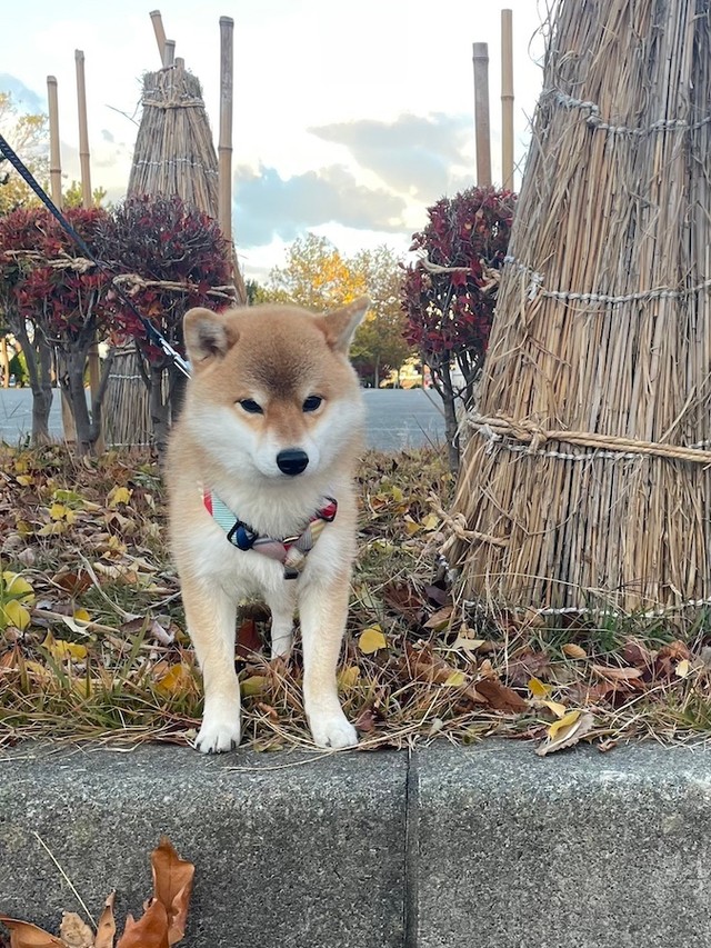 秋田市内に住む柴犬の女の子、マヤちゃん。秋田県内では官庁街やスーパー内にも熊が出没。柴犬が熊に襲われる事案も発生しており、日々の散歩も不安だという（画像提供：mayaさん）