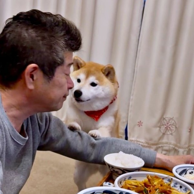 「ちょうだい？」 パパにアピールする小雨ちゃん（画像提供：柴犬小雨さん）