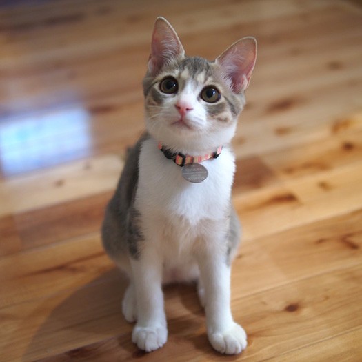 可愛いから人気だったの