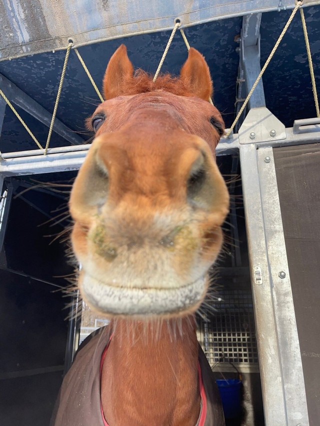 穏やかな表情のノガロ／北大馬術部（@hu_equestrian26）提供