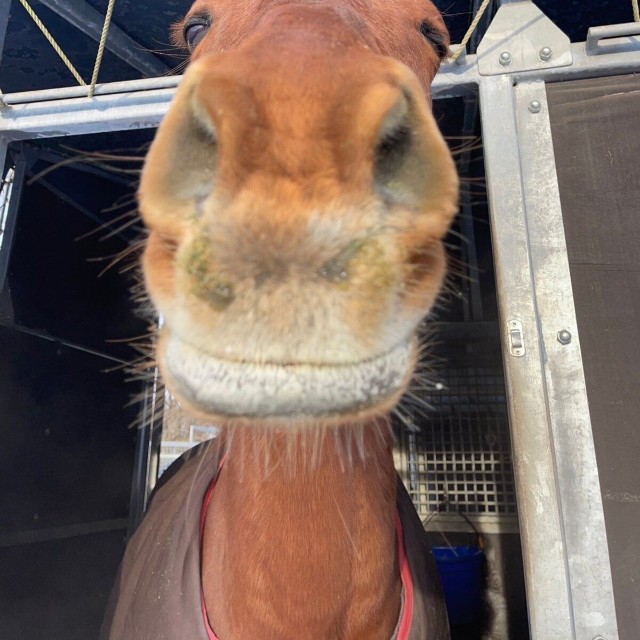 穏やかな表情のノガロ／北大馬術部（@hu_equestrian26）提供