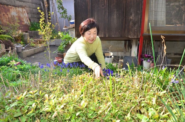 アサギマダラが蜜を吸いに飛来する日を楽しみにフジバカマの花壇を手入れする柴久恵さん＝岡山市東区