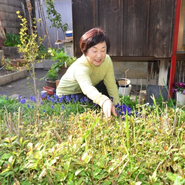 アサギマダラが蜜を吸いに飛来する日を楽しみにフジバカマの花壇を手入れする柴久恵さん＝岡山市東区