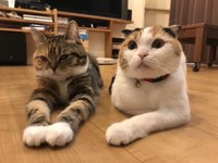 先住猫のきなこ（左）とこむぎ