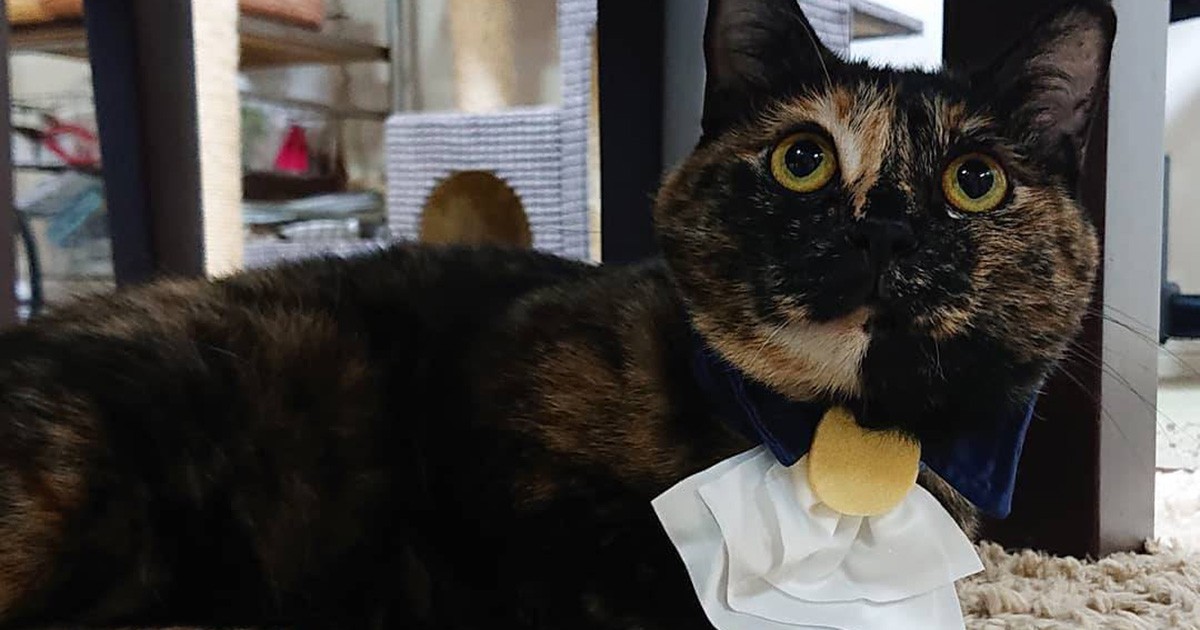 お気に入りの首輪、似合うでしょ？ ミックス猫の「久子」 | 「犬や猫と
