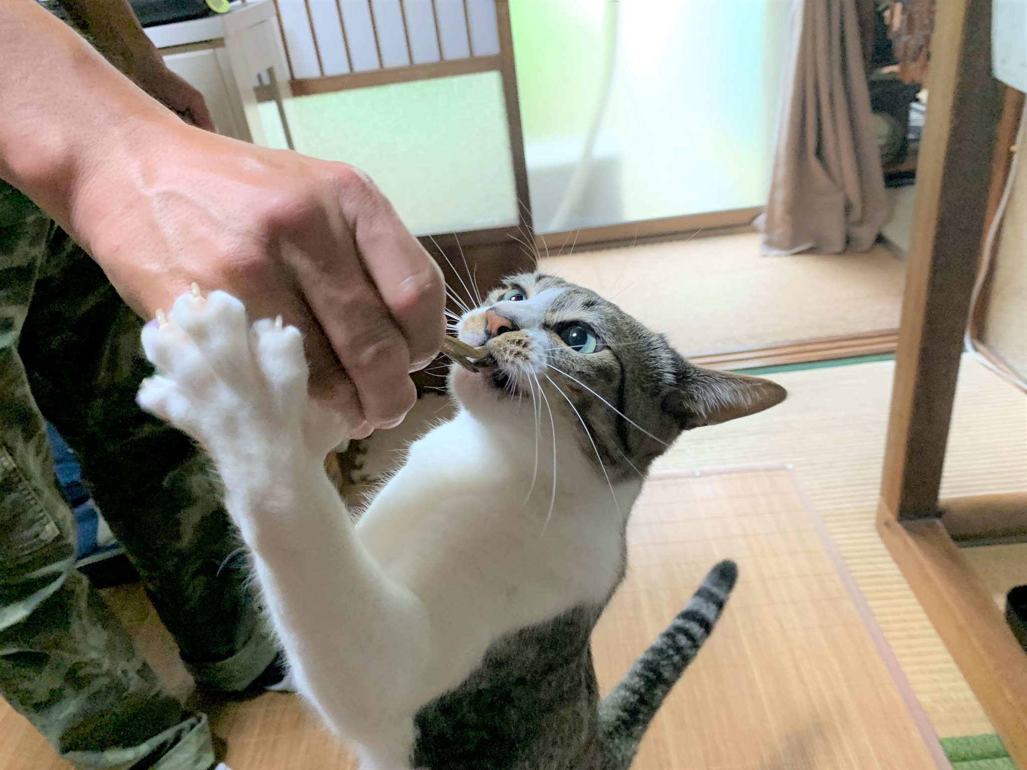 今が「人生のベスト」 夫婦と3匹の猫のu201c5人家族u201dが営むゲストハウスの 