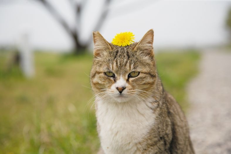 「マゲ？こんな感じ……」（大空出版提供）