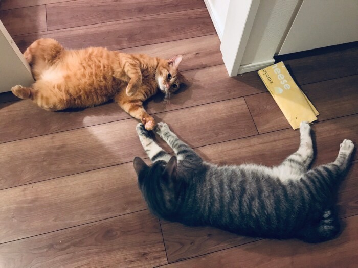 「ずっとずっとよろしくね」（山下さん提供）