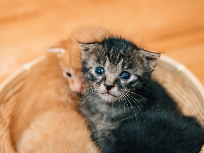 つぶらな瞳のキジトラ、「わさびマヨ」君