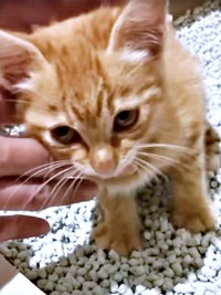 保護後、ご飯を食べて数時間後、ようやく立ち上がることができたミックくん（画像提供：ミックという猫さん）