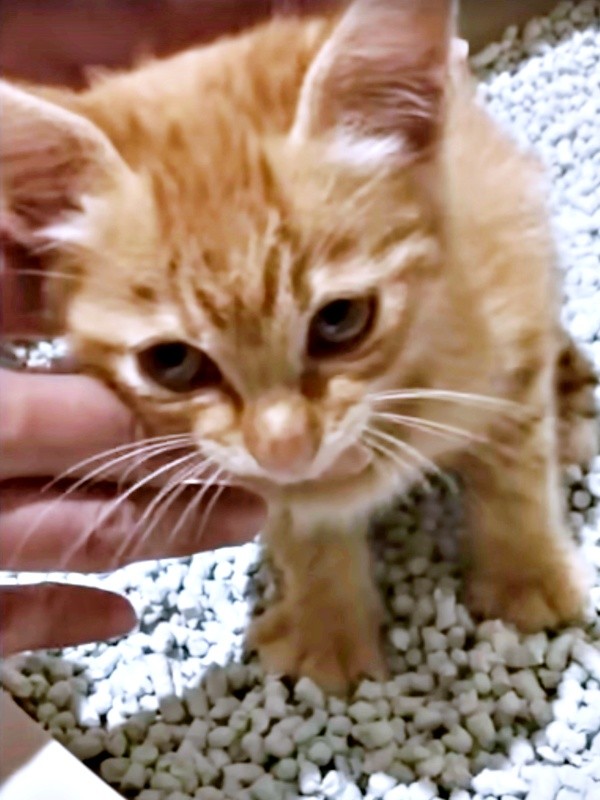 保護後、ご飯を食べて数時間後、ようやく立ち上がることができたミックくん（画像提供：ミックという猫さん）