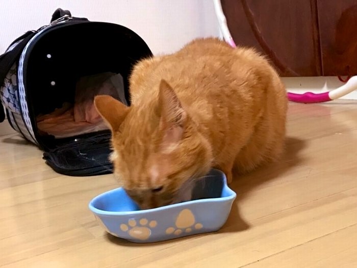 ご飯はちゃんと食べた。後ろは入って越してきたキャリーバッグ