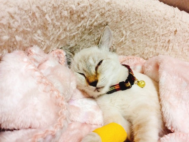 亡くなる前に、我が子の証にと首輪をつけた