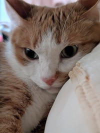 飼い主さんの枕を使って眠る、みやびくん（画像提供：ふみさん）