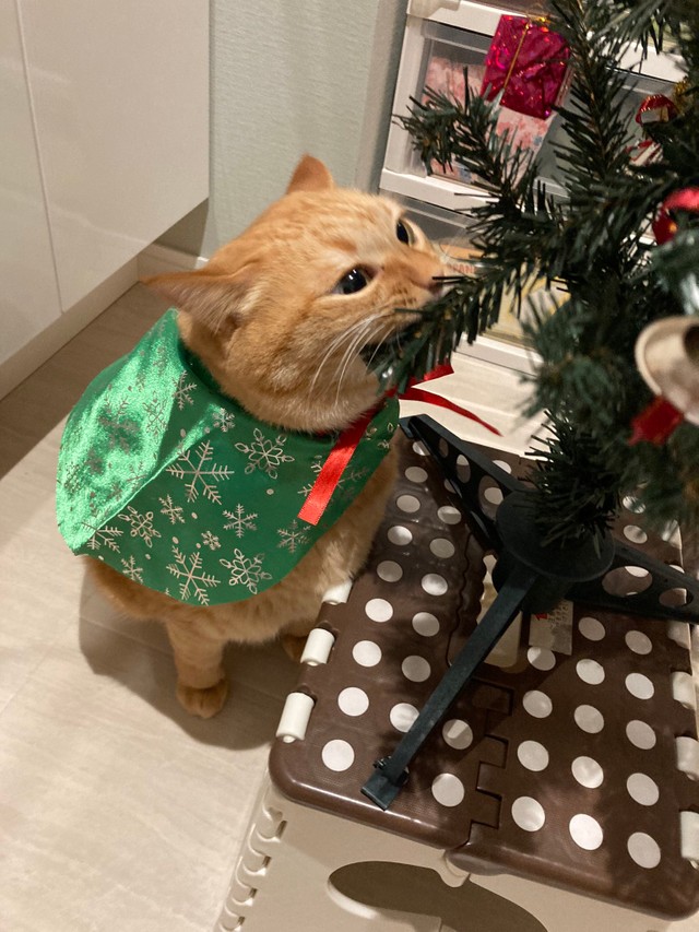 クリスマス楽しかったにゃー
