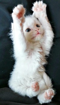 保護まもないころ、バンザイポーズが愛らしいつくしちゃん（画像提供：あるくきくらげさん）