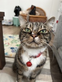 「また何かの縁で帰ってきてくれると信じています」と投稿者さん（「首フリフリ♪」さん提供）
