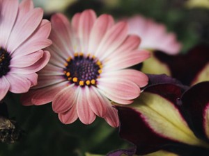 身長低くていいことなんか１ミリもない 可愛いで片付けないで