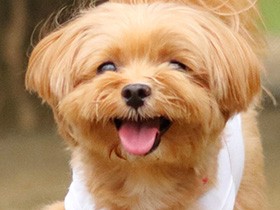 ドッグラン楽しいね　プーさんみたいなミックス犬「ぷっち」