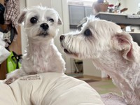 マルくんをくんくんするプクくん（画像提供：プクマルさん）