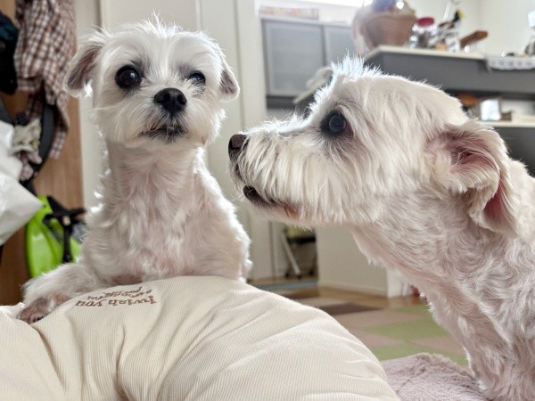 マルくんをくんくんするプクくん（画像提供：プクマルさん）