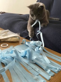 なんだこれは？楽しいにゃ！＝おいでやすブリオさん（@burio0522）提供