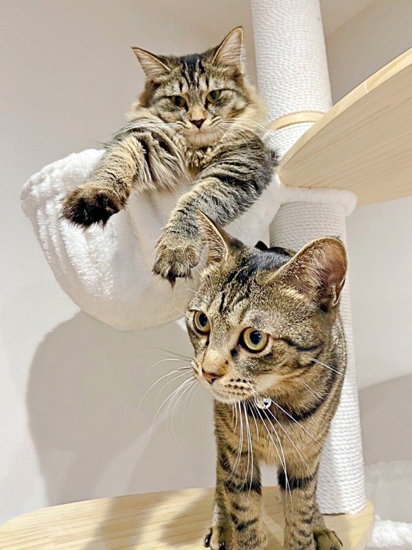 ハンモックに入ってくつろぐもなかちゃん（上）と、キャットタワーに登ったおはぎちゃん（下）（画像提供：おはぎともなかと時々オトンさん）