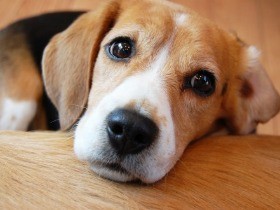 農薬のためのイヌ慢性毒性試験が廃止に　農水省が指針改正