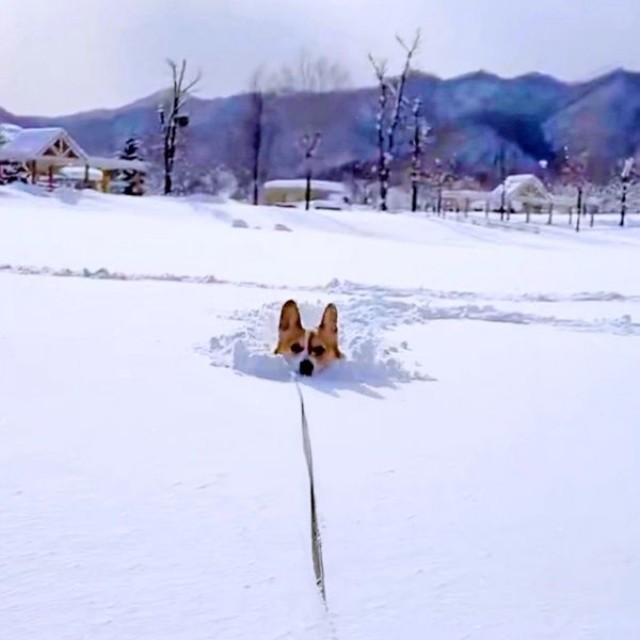 雪をかき分けて前へ進むこいたろうくん（画像提供：看板犬こいたろうとtetさん）