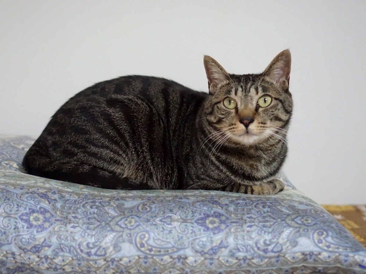 2歳のオレサマ猫が、老猫に気遣い？ ケージ占拠されても静観 | 「犬や