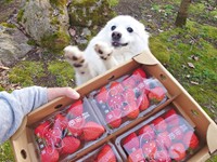 「イチゴ食べる？」の一言で喜びの舞をはじめた楽くん（画像提供：くーさんママさん）