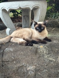 お転婆なのにビビり。食いしん坊で甘えん坊のおこげちゃん（コハちゃんさん提供）