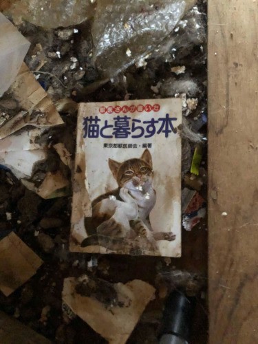 家主は猫をちゃんと飼おうとしたはずだが……なぜ（ねこかつ提供）