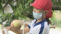 児童がモモの収穫体験