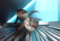 現在はほかの個体と一緒に過ごすことも経験しています（手前がポポちゃん）（提供：海遊館）