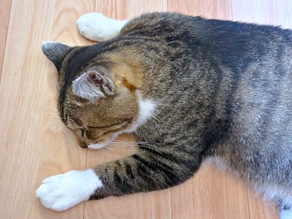 床上に伏して眠るとままがりくん（画像提供：ゆっきさん）