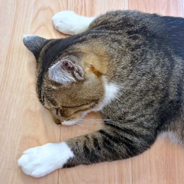 床上に伏して眠るとままがりくん（画像提供：ゆっきさん）