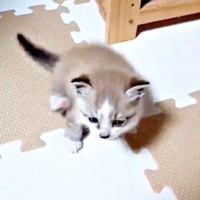 保護4日目の柱太郎くん（画像提供：ミキサーさん）
