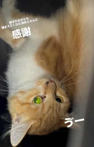 消防士さんがかまれながら捕まえた（「ねころび」さん提供、Instagramよりキャプチャ撮影）