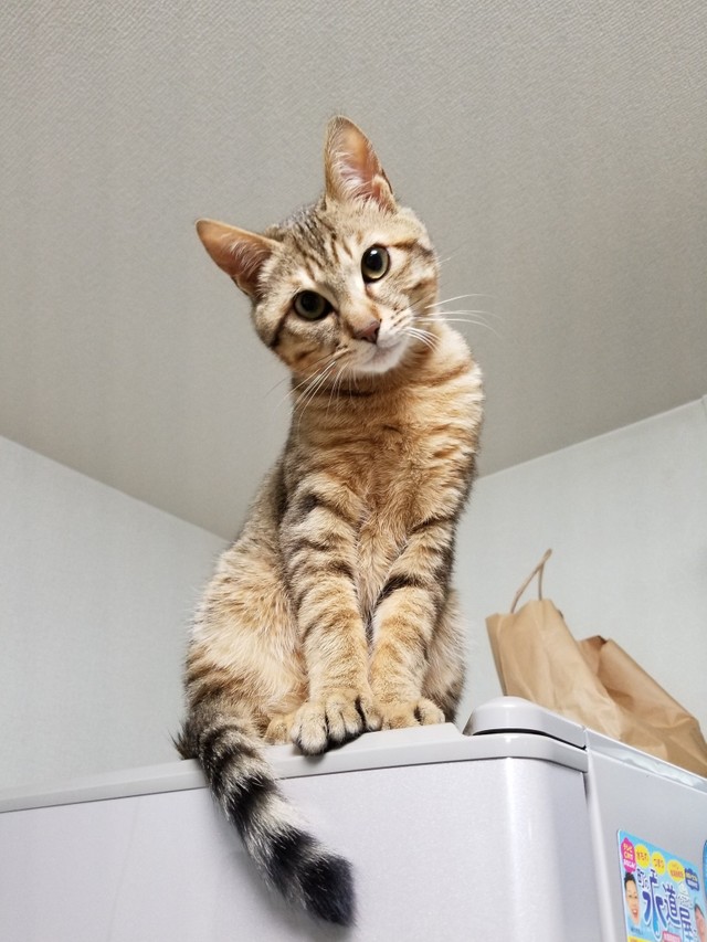 冷蔵庫の上のレオくん。以前、ここに置いてあった干し椎茸を家じゅうにばらまいたことも…