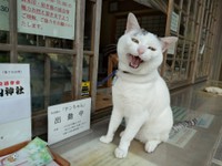 さびしいにゃーん（木山神社さん提供）