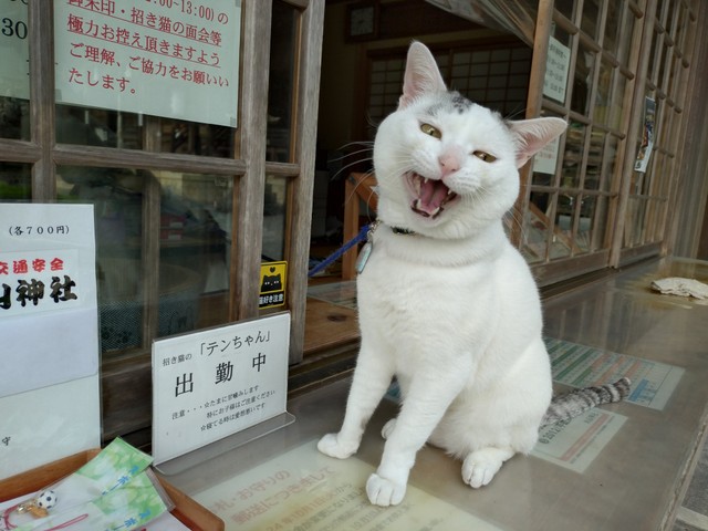 さびしいにゃーん（木山神社さん提供）