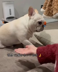 スッと出された手は、飼い主さんの手のひらを素通り…（提供：＠kurokiaya0213さん）

